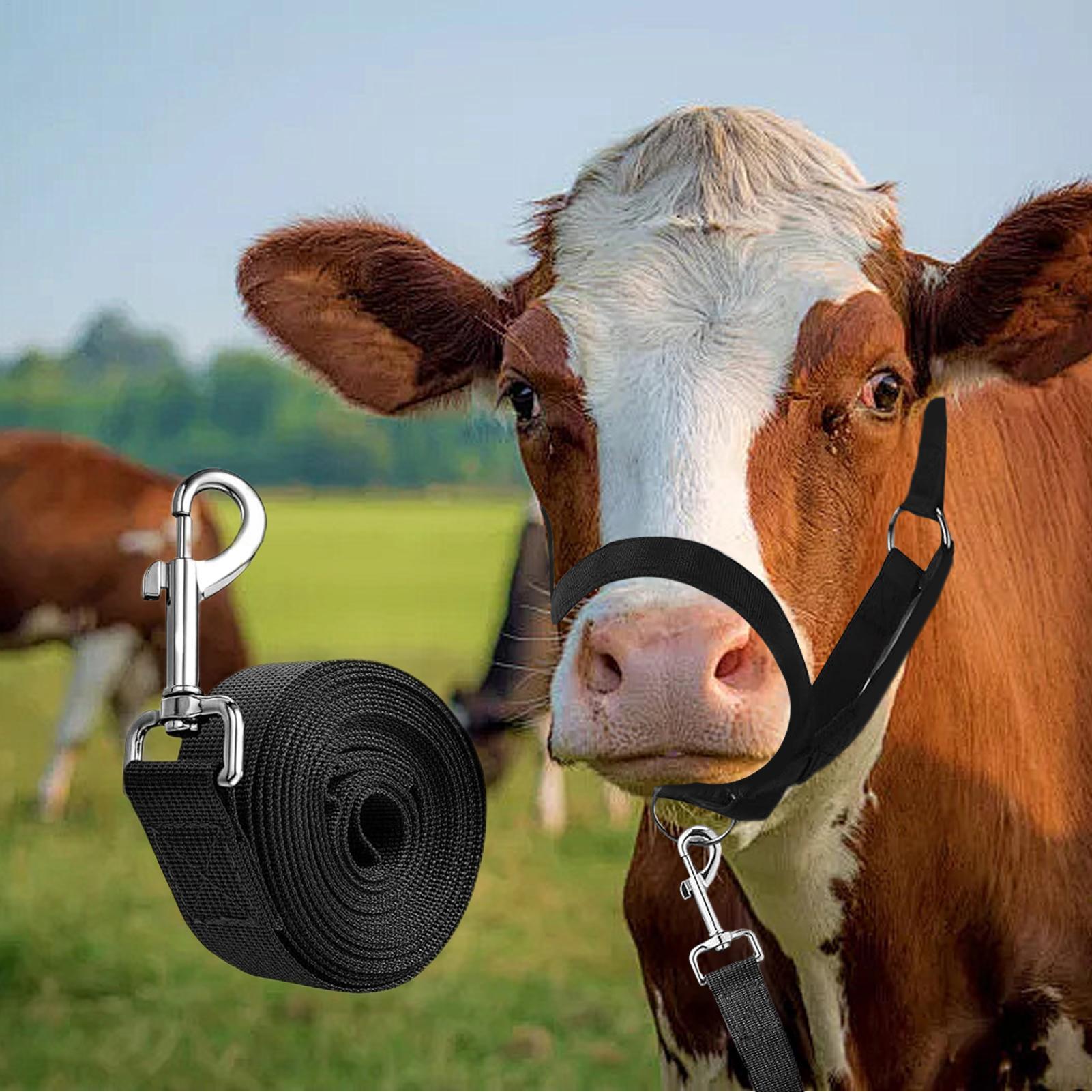Cattle Halter Cattle Training  - đánh giá và giá Heavy Equipment Yard